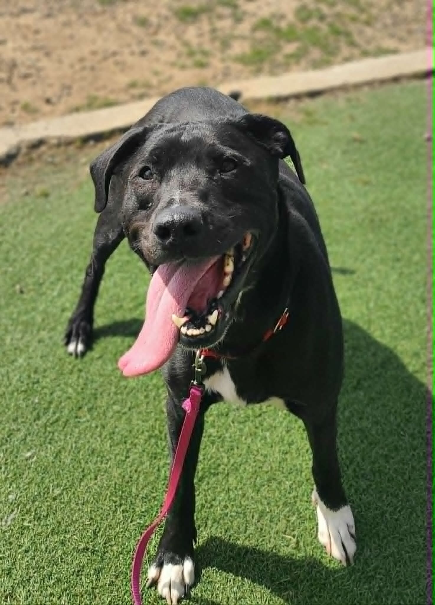 Picture of the Animal Listed